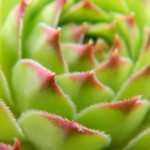 Macro photo