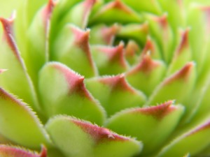 Macro photo