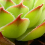 Macro photo