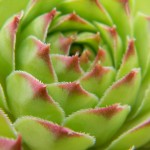 Macro photo