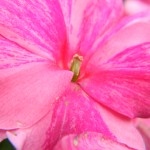 Macro photo
