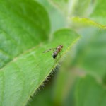 Macro photo