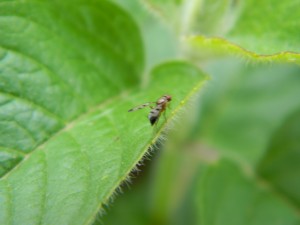 Macro photo