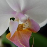 Macro photo of orchid