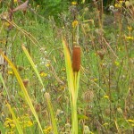 15x plus 4x digital zoom